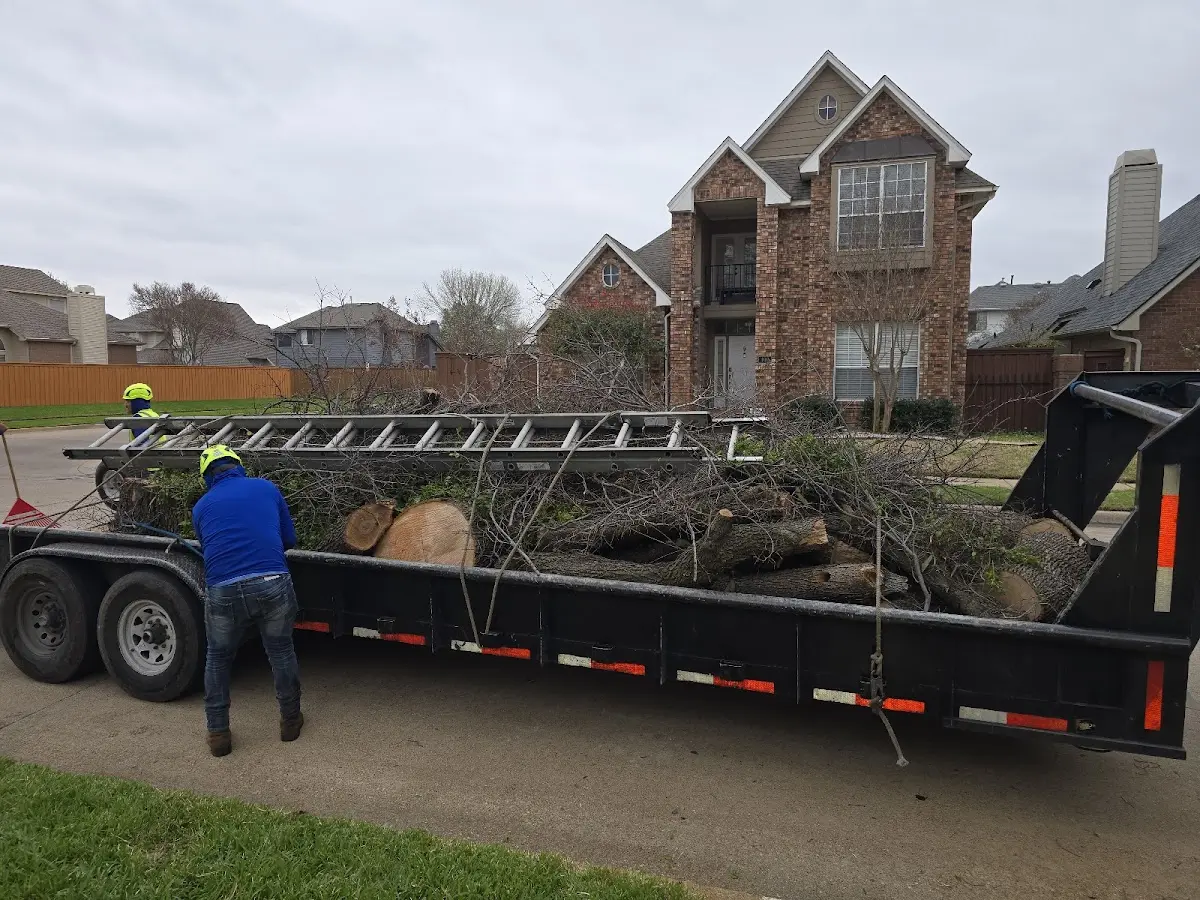 Expert Tree Fertilization with proper safety equipment in Morongo Valley